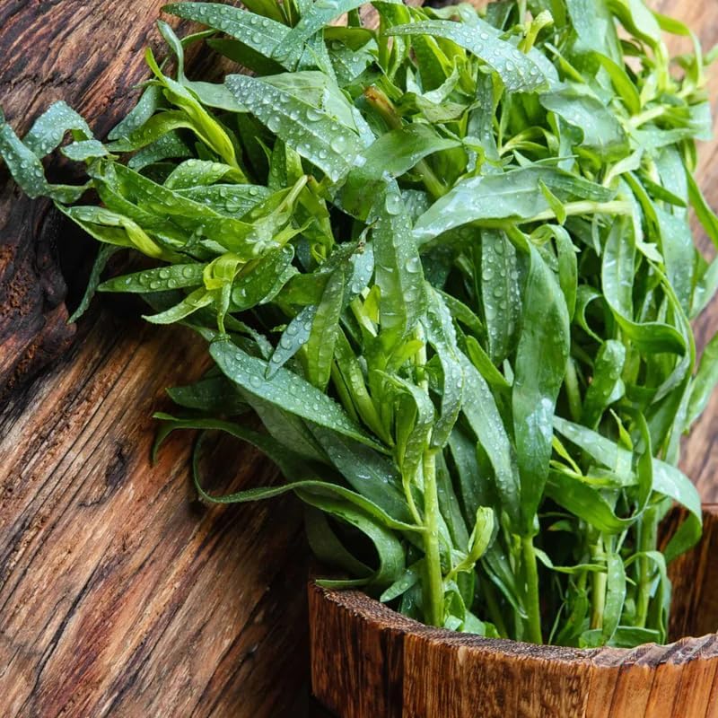 4 Tarragon Plants Live for Planting 4 to 8 Inch Height, Hardy Tarragon Live Plant Indoor Outdoor, Live Tarragon Culinary Gardening
