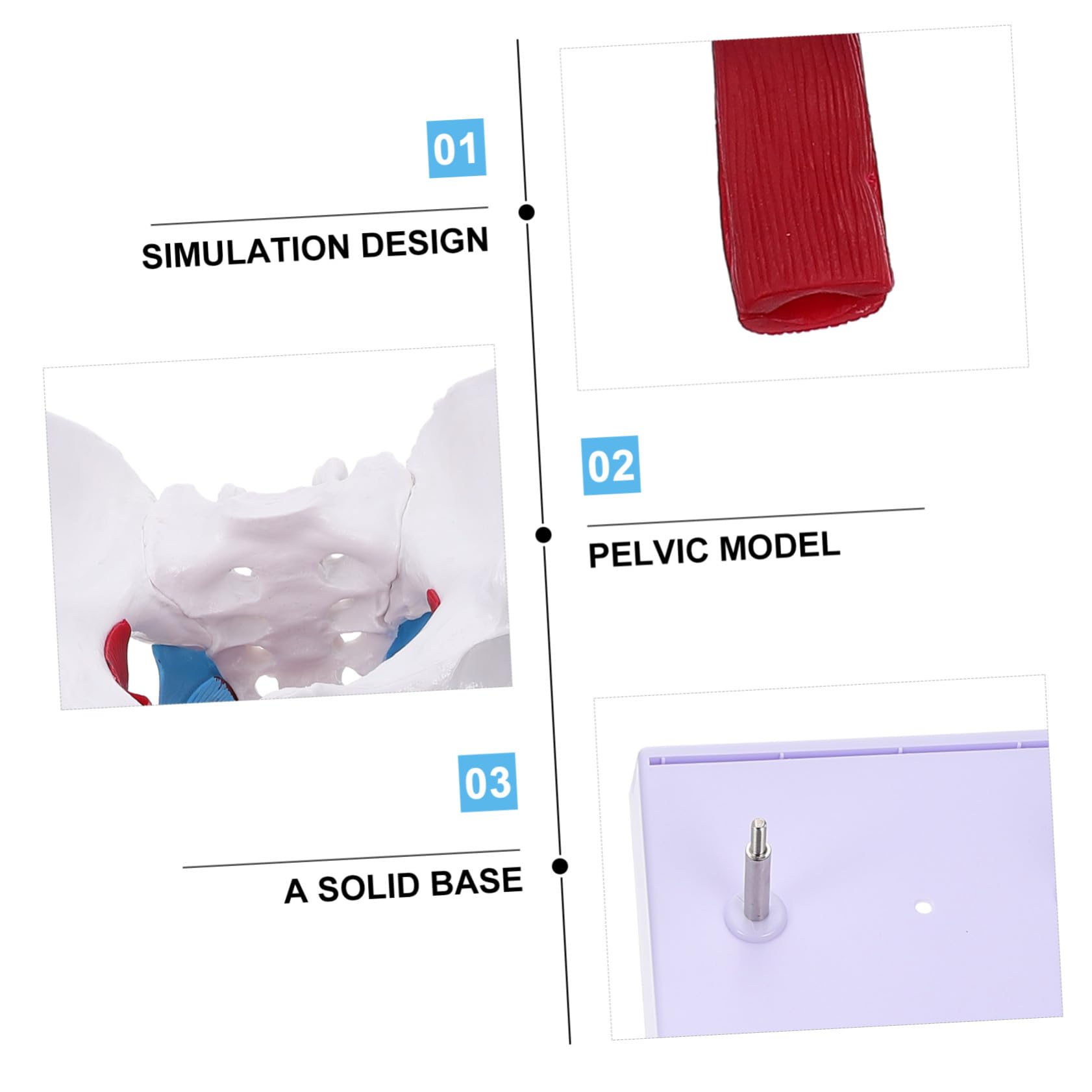 HEALLILY Modello Anatomico Pelvico Femminile in PVC Facile da Usare Design Portatile per Insegnamento e Scuole di Studio Sanitario