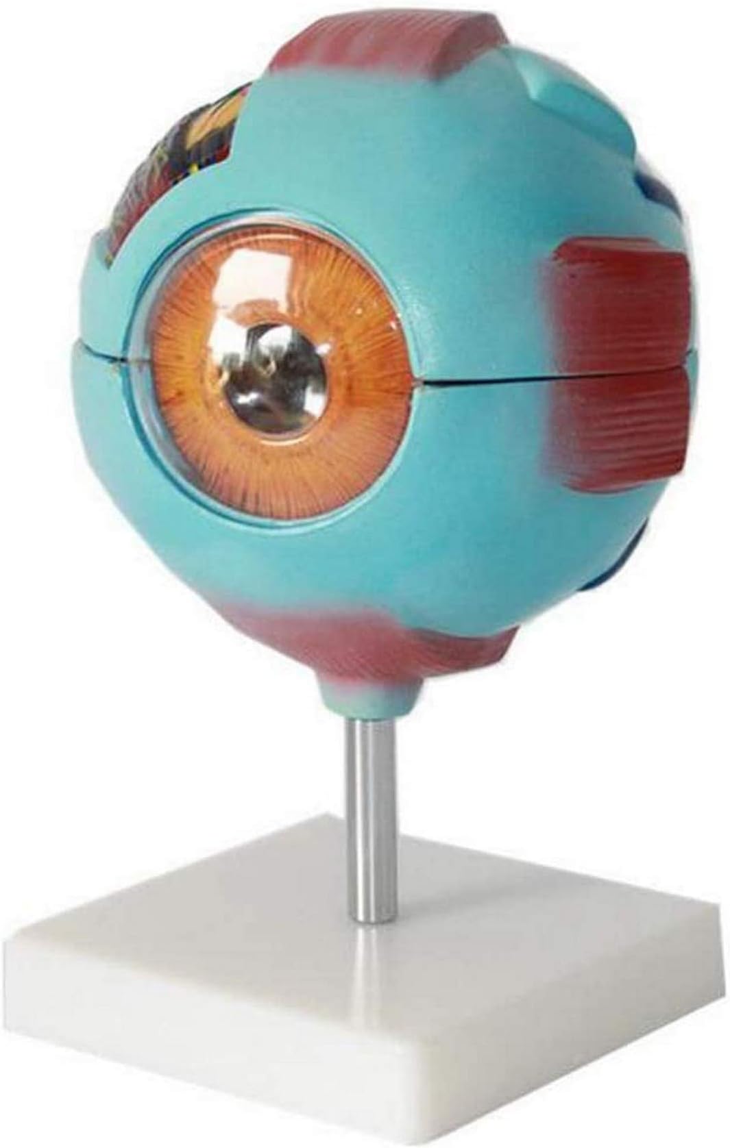 Eye Model 9 Parts,Eye Anatomy Model,Eye Anatomy Model 6X Enlarged,Shows Optic Nerves Anatomically Accurate Eye Model for Science Classroom,Study Eye Anatomy Model