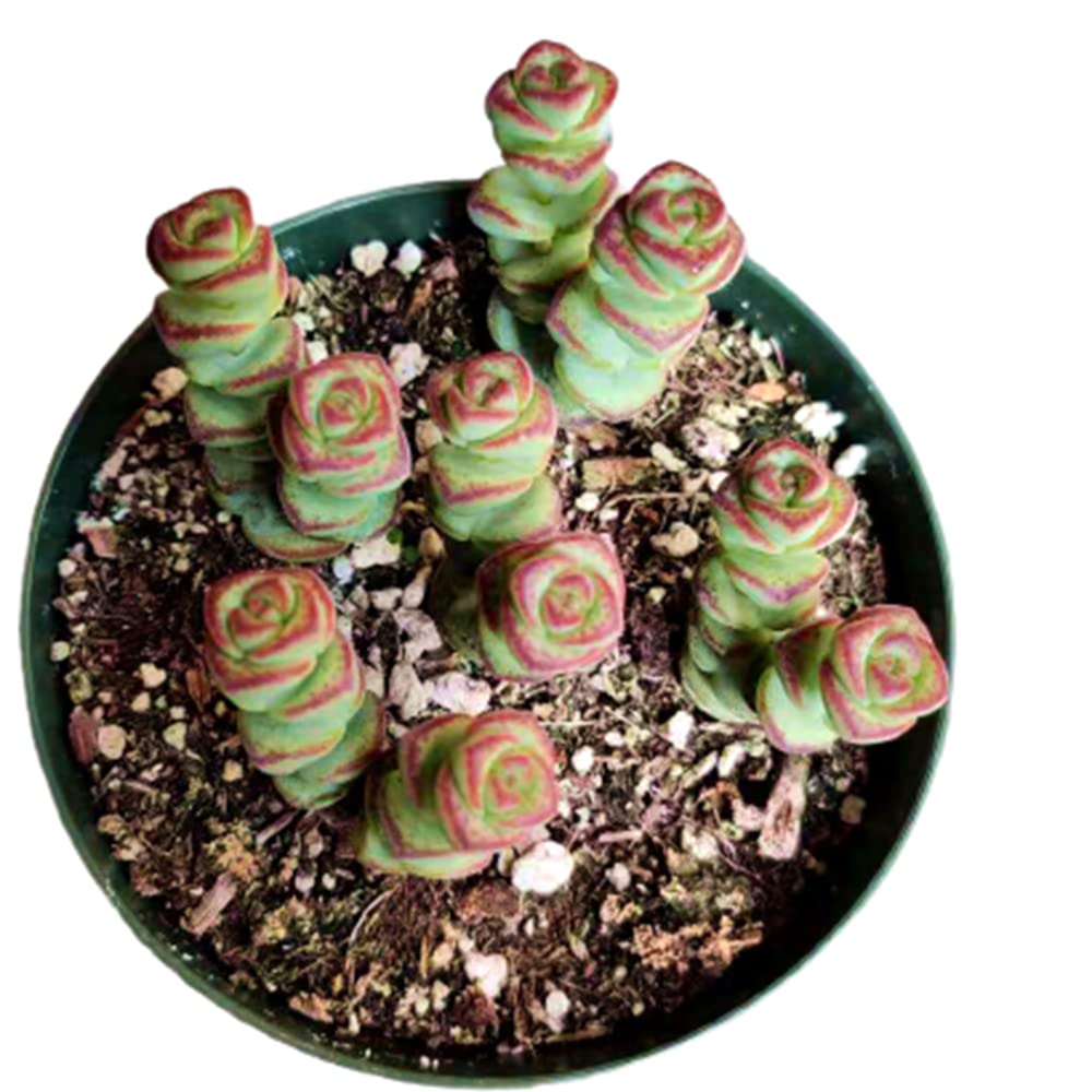 USKC Crassula Jade Necklace Vine