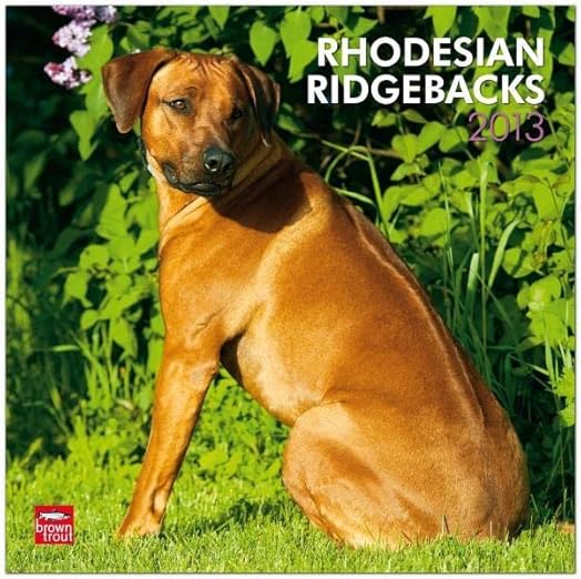 Rhodesian Ridgebacks 2013 Afrikanischer Löwenhund Original BrownTroutKalender (Wall