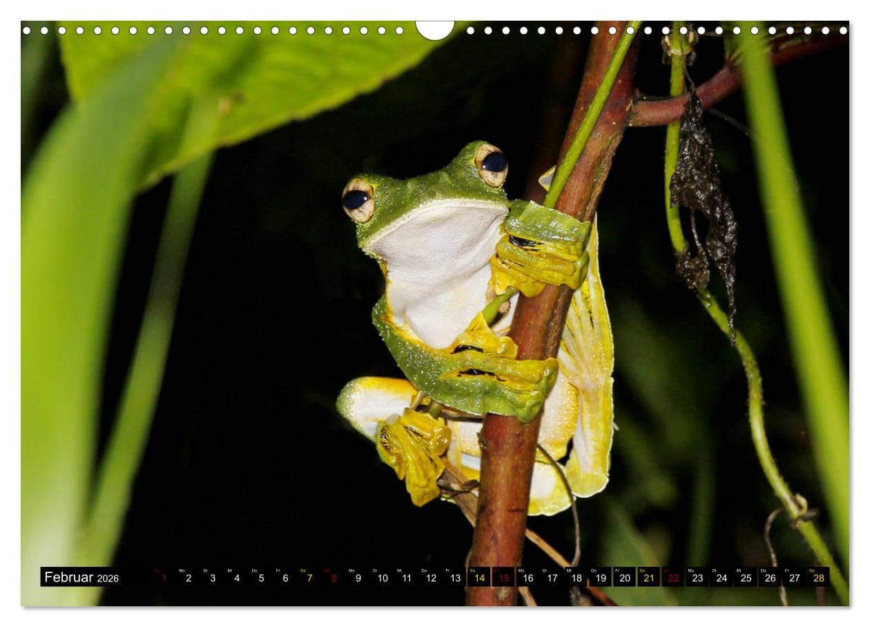 Borneo - Tierparadies Regenwald (Wandkalender 2026 DIN A3 quer), CALVENDO Monatskalender: Eine tierische Bilderreise durch Borneo (CALVENDO Tiere)