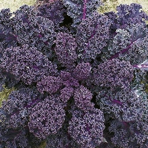 Heirloom Borecole Scarlet Kale Seeds For Gardening-(200 Seeds)