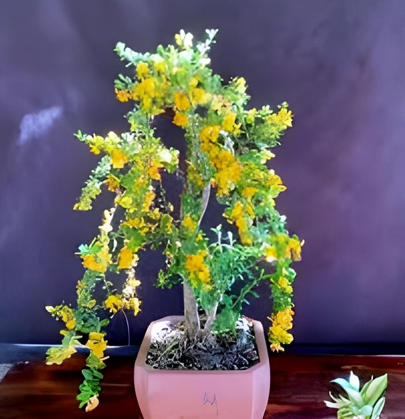 Beautiful Vietnamese Yellow Bluebell Bonsai Flower plant Tree || For Home Garden Flower Plant.-image-7