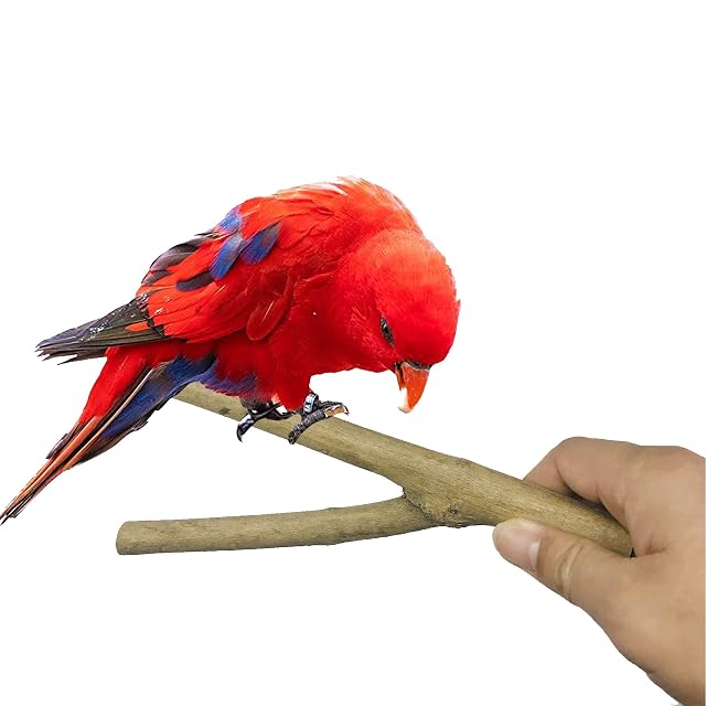 Foto 6 de 7 de Allazone 10 Pz Perca de Pájaro, Perchas Naturales para Pájaros Pájaro de Madera Soporte de Perca