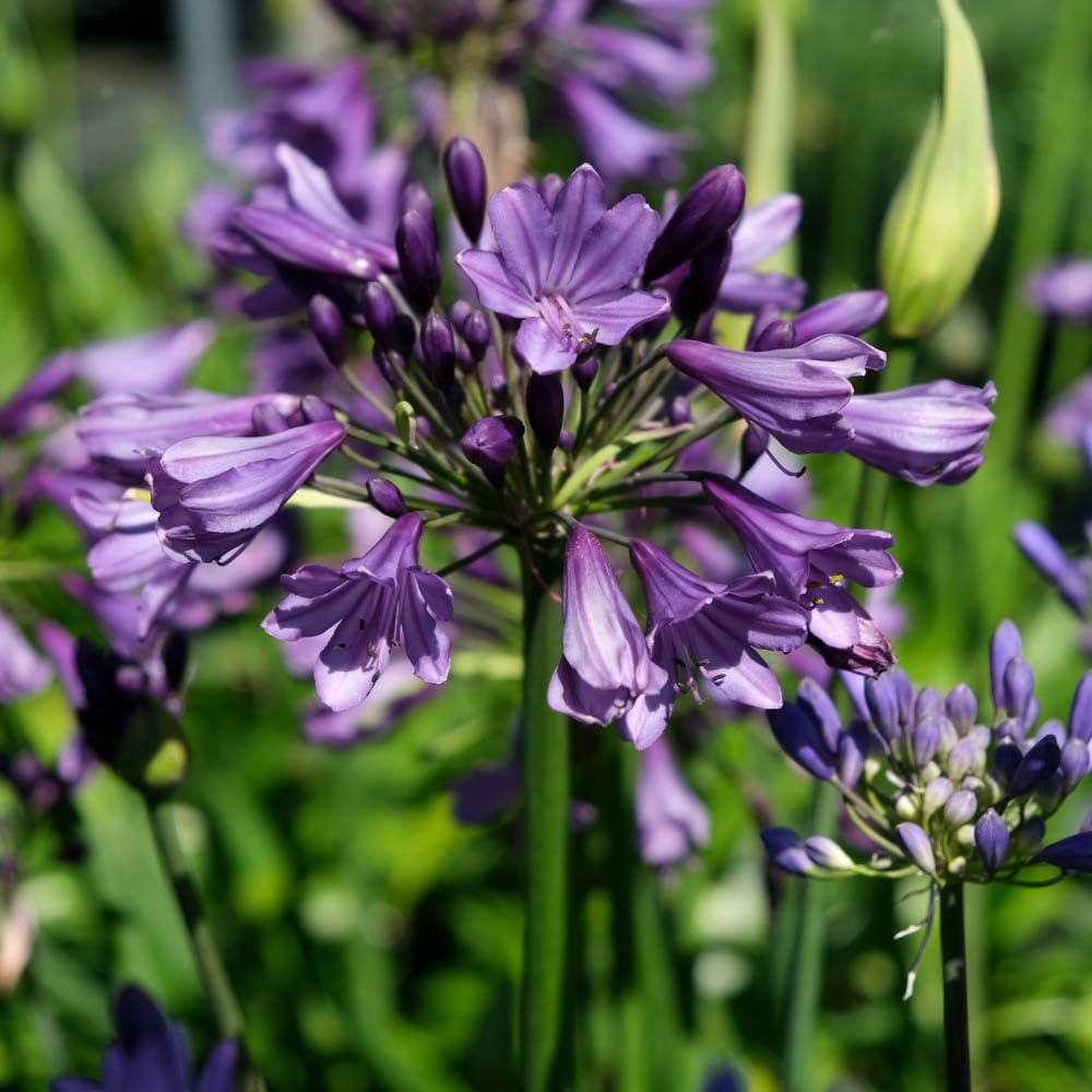 YouGarden - 3 x Agapanthus 'Poppin Purple' in a 9cm Pot, Low Maintenance Agapanthus Plants, Winter Hardy, Hardy Perennial Plants Garden Ready, Summer Outdoor, Garden Ready to Plant