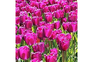 Dutch Grown Purple Triumph Tulip Bulbs for a Royal Garden Canvas