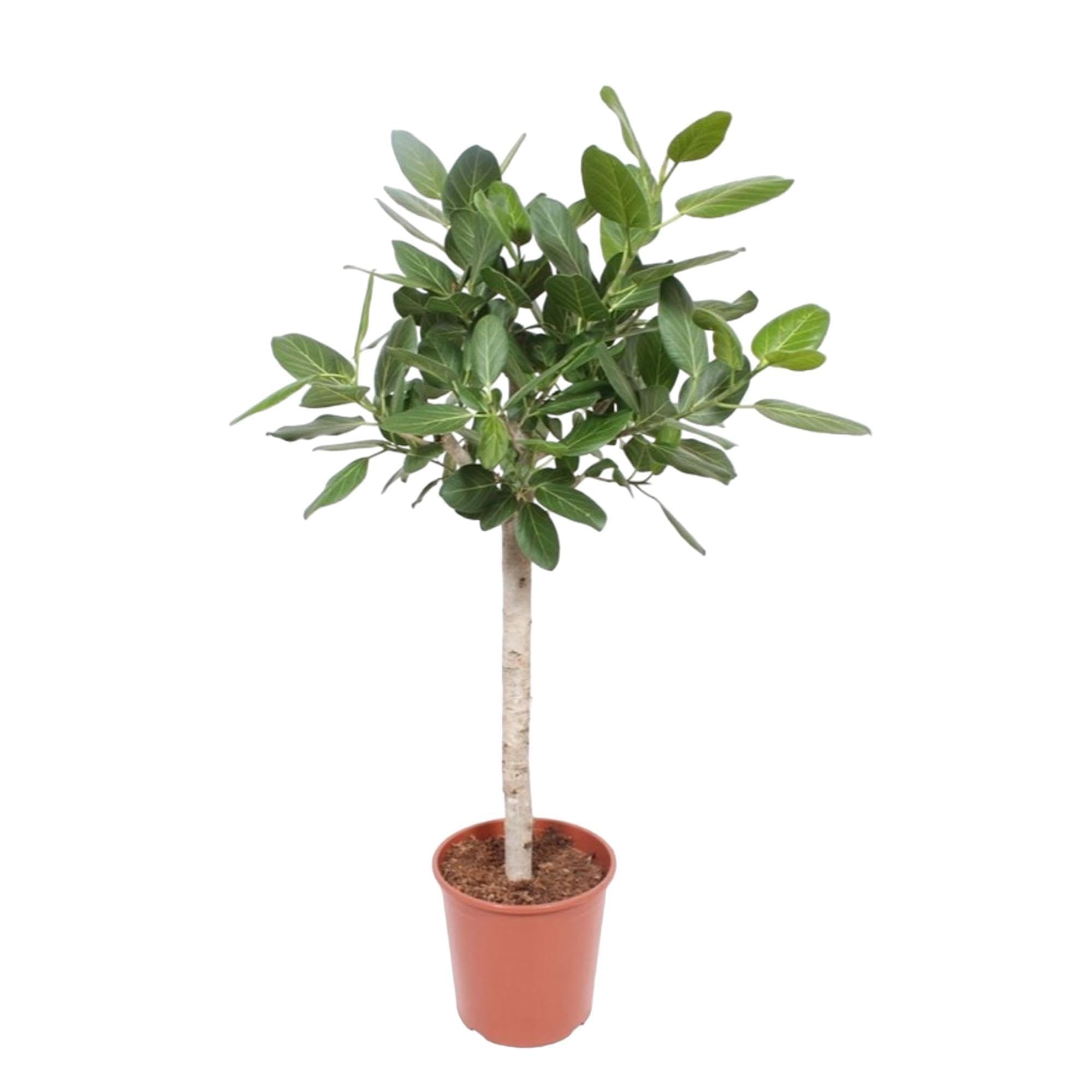 Ficus Audrey Benghalensis