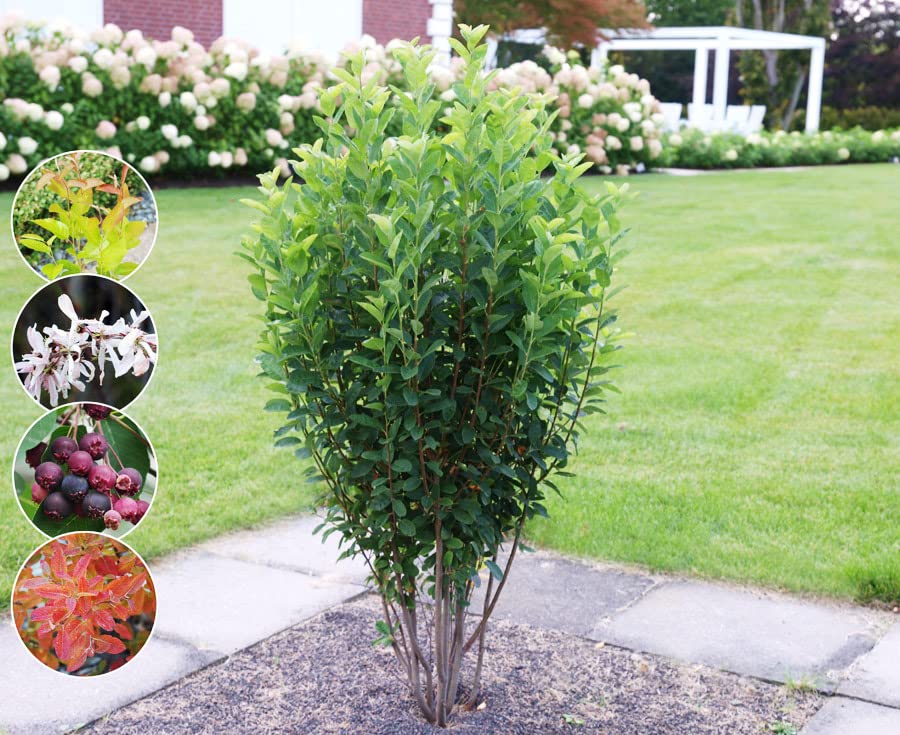 Säulen-Felsenbirne `Rainbow Pillar´, Amelanchier canadensis, 40-80cm im...