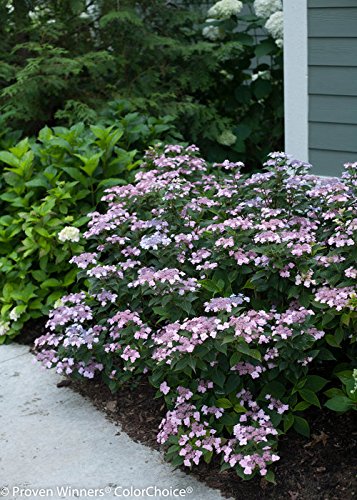 Proven Winners - Hydrangea Serrata Tiny Tuff Stuff (Mountain Hydrangea) Shrub, Pink/Blue /Dwarf , #3 - Size Container #TOP4