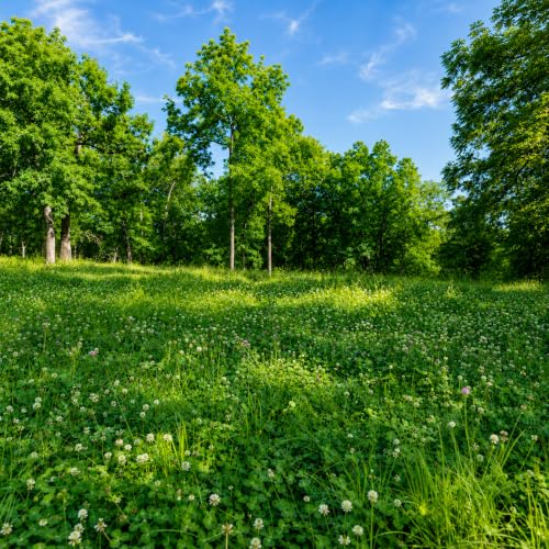 Image of Whitetail Institute Imperial Clover Food Plot Seed (Spring and Fall Planting), 4-Pound (1 /2 Acre)