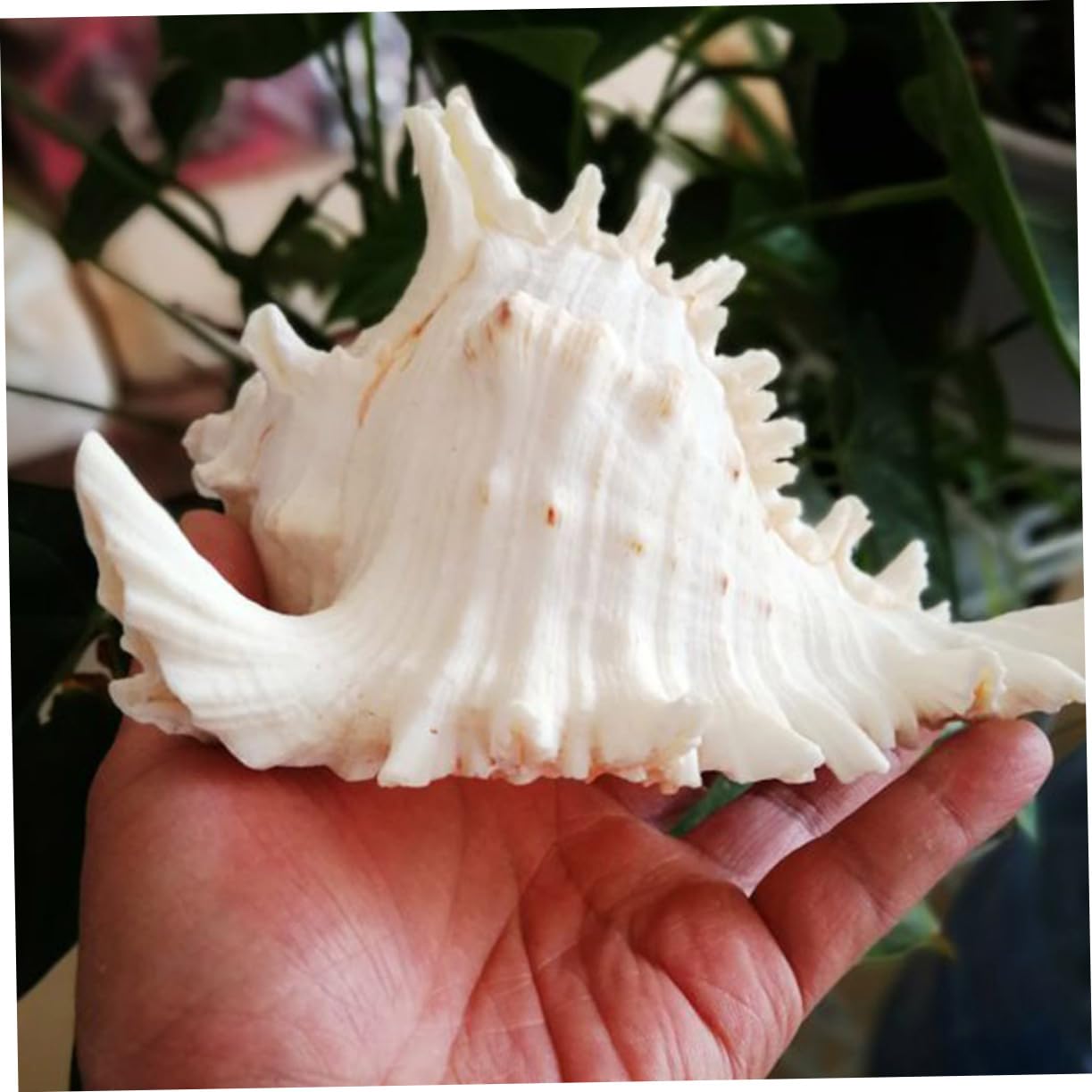 Toddmomy Adornos Caracol Natural Blanca para Acuario Decoración para Escritorio Paisaje Acuático Adorno para Pecera De Mar Decoracion