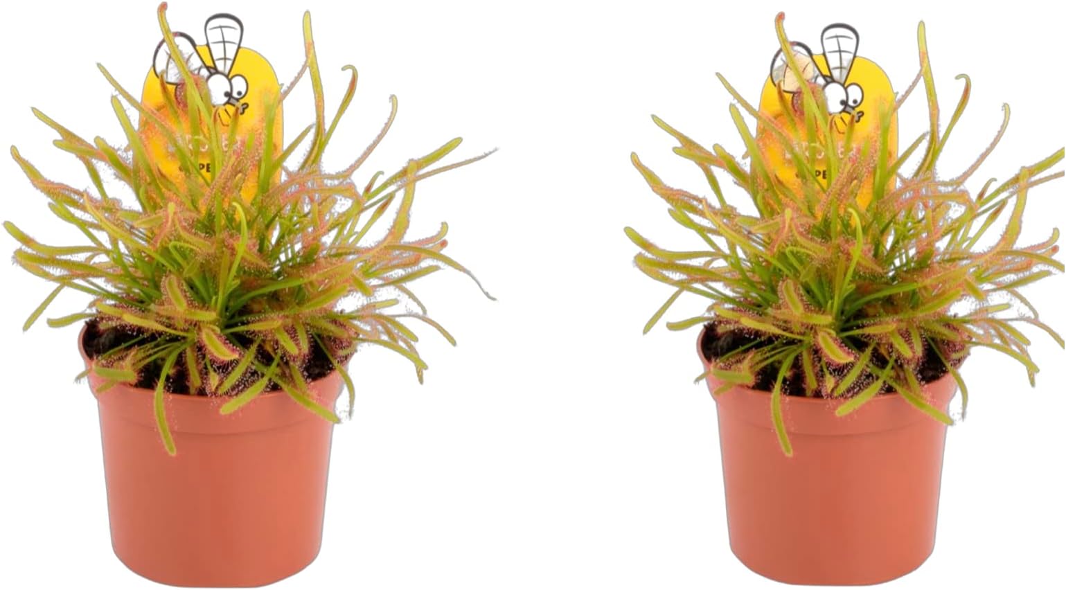 2 x Plants - Sundew - Drosera capensis - Cape Sundew, Carniverous Plant - Hardy Perennial in 9cm Pot