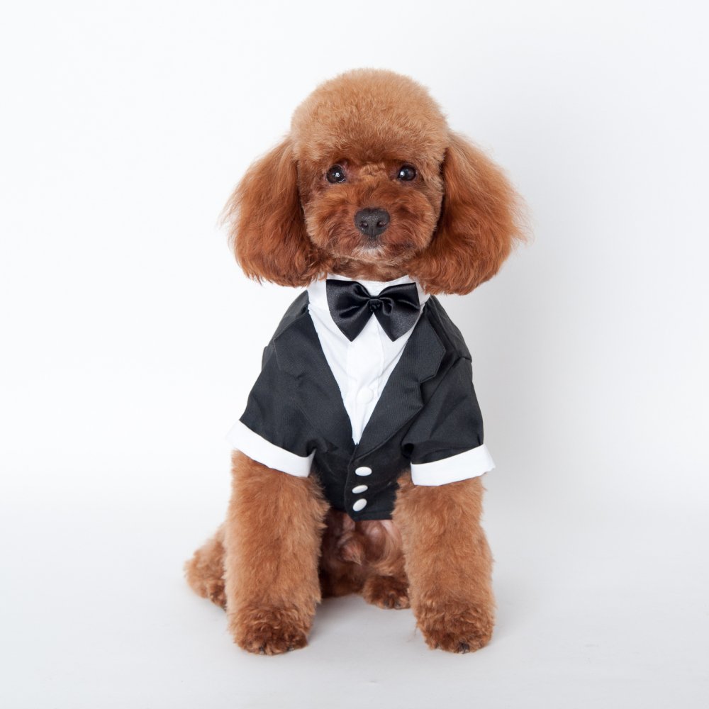 Gabkey Dog Shirt Puppy Pet Small Dog Clothes, Stylish Suit Bow Tie Costume, Wedding Shirt XX-Large Size