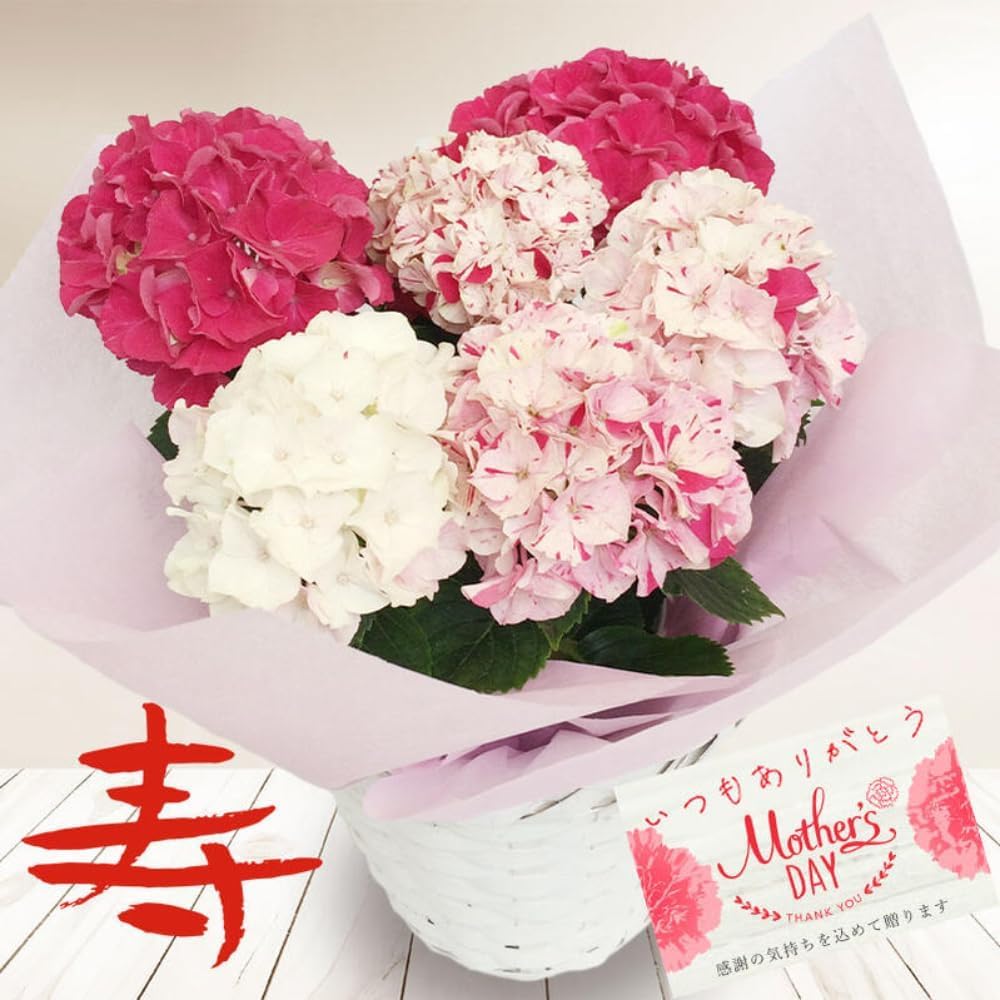 保護猫ファミリー　大株　紫陽花　アジサイ　寿　ミックス　８号　２鉢 Amazon｜[World Fantasy Garden] 母の日 ギフト 花 鉢植え あじさい寿