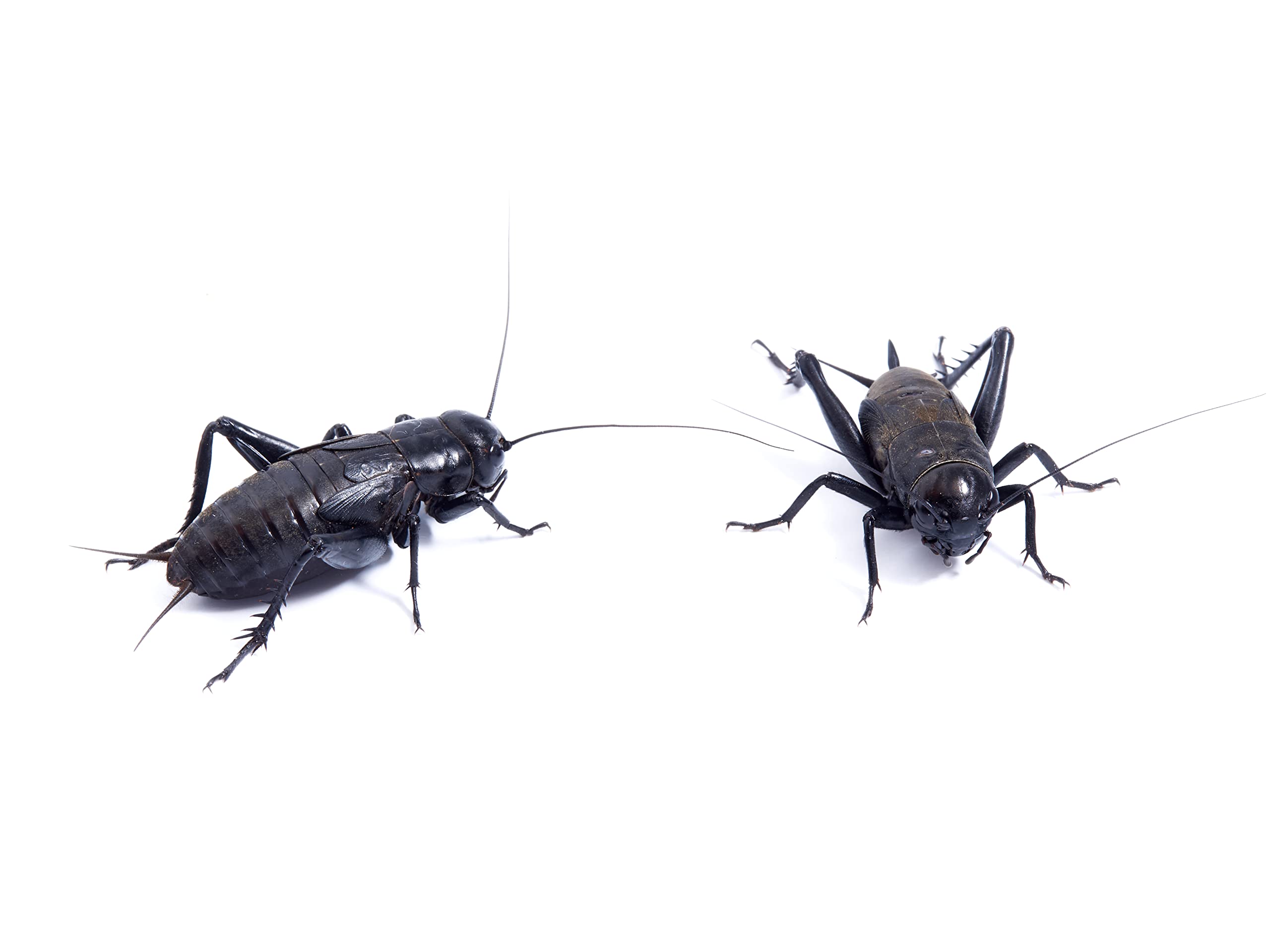 Livefoods4u Small Black Crickets 4-5mm Pack of 250 | Live Reptile Food