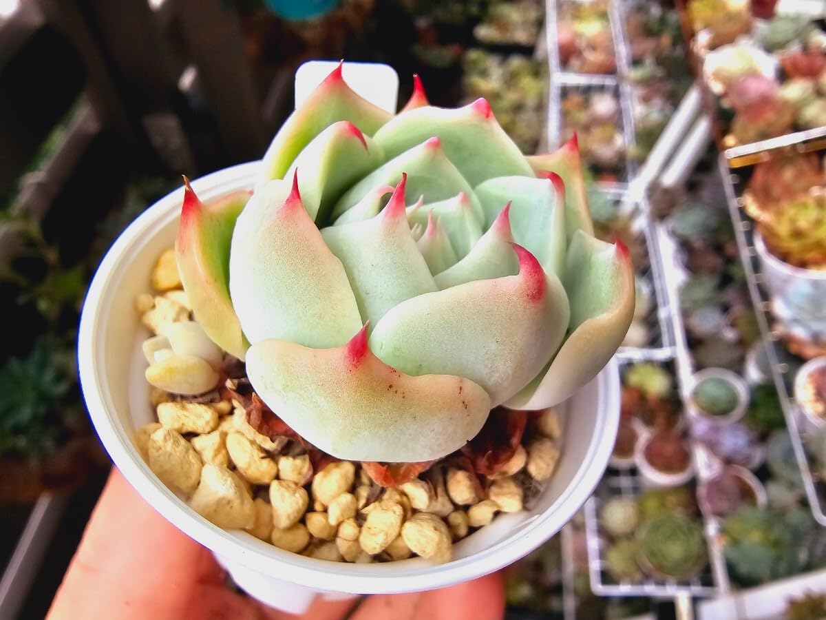 特大❣️豪華根付き韓国苗寄せ植え❣️ 韓国多肉植物 抜き苗 アソート 選べる 5種類 10種類 詰め合わせ