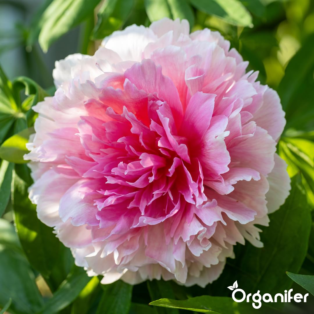 Peony Nawóz Organiczny Do Kwiatów - 10L - NPK 2-1-8 | Zdrowe Liście - Silne Korzenie I Wysoka Plonność - Organifer