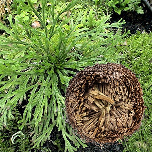 Bureze 1Pcs Resurrection Plants Hydrophile Rose Of Jericho Dinosaur Plant Air Fern Spike Moss