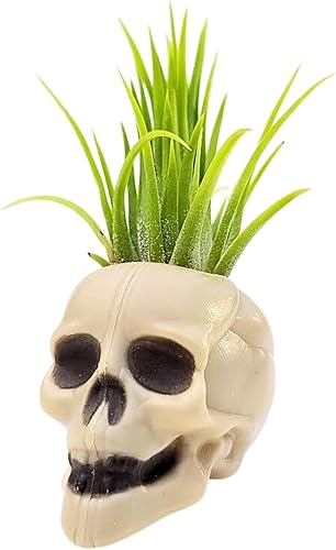 Miniatura 1 de The Drunken Gnome TDG - Soporte de exhibición en miniatura para plantas de aire Tillandsia con plantas de aire incluidas