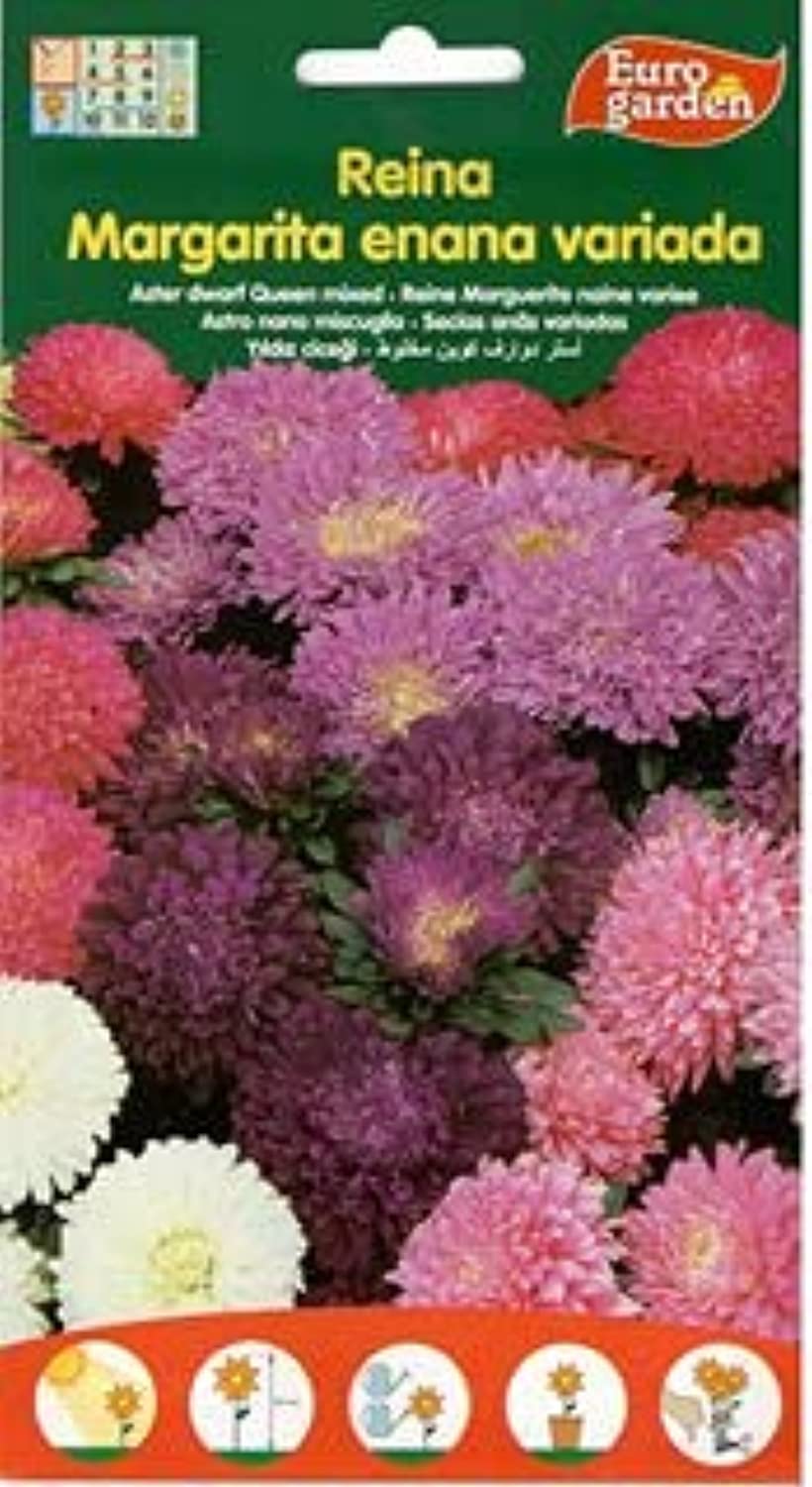 Euro Garden Aster Dwaft Mixed