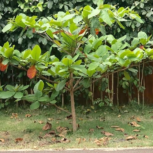 5pcs Fresh Almond Tree Seeds, Premium Heirloom Variety for Planting, Fast-Growing Nut Tree for Home Garden, Orchard, Backyard Farming, Easy to Grow Edible Tree Seeds for Outdoor Cultivation