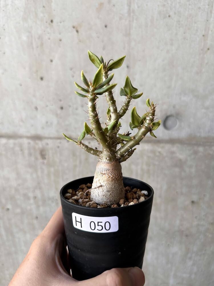 Amazon｜【現品限り】パキポディウム・ビスピノーサム【H50