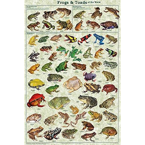 BCTS Frogs & Toads Of The World Laminated Educational Science Chart Poster Wall Art Decor Metal Sign Poster 8x12 inches Cover