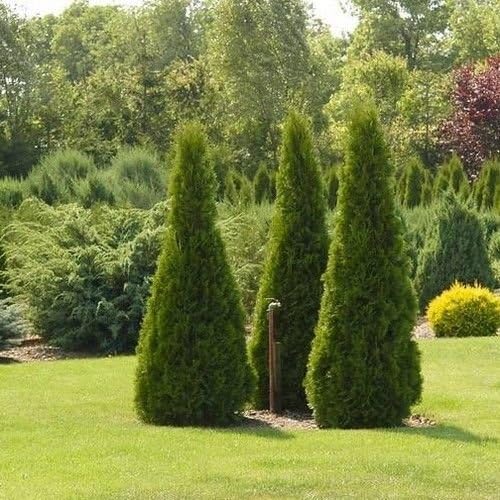 Pyramidal American Arborvitae Tree Seeds (Thuja