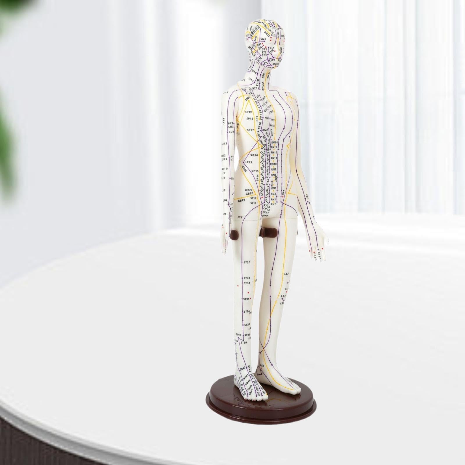 Sharplace Modello di agopuntura Modello umano Modello di meridiani medici cinesi con punti inglesi, Femmina Dura