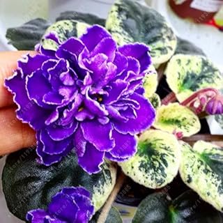 100 Pcs/Bag African Violet Seeds Moonstone (Lebetskaya) Bonsai Flower Seeds Garden Plant Pot Perennial Herb Seeds 10: Only Seeds
