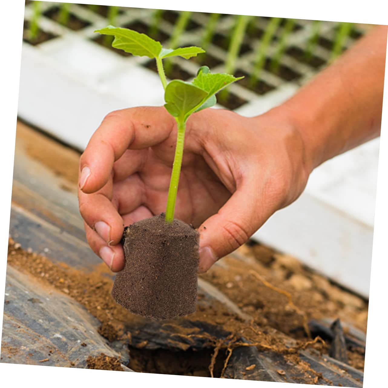 Sosoport 60piezas Bloques De Cultivo De Turba para Jardín Sustrato Profesional para Plántulas Hidratante y Transpirable para Trasplante