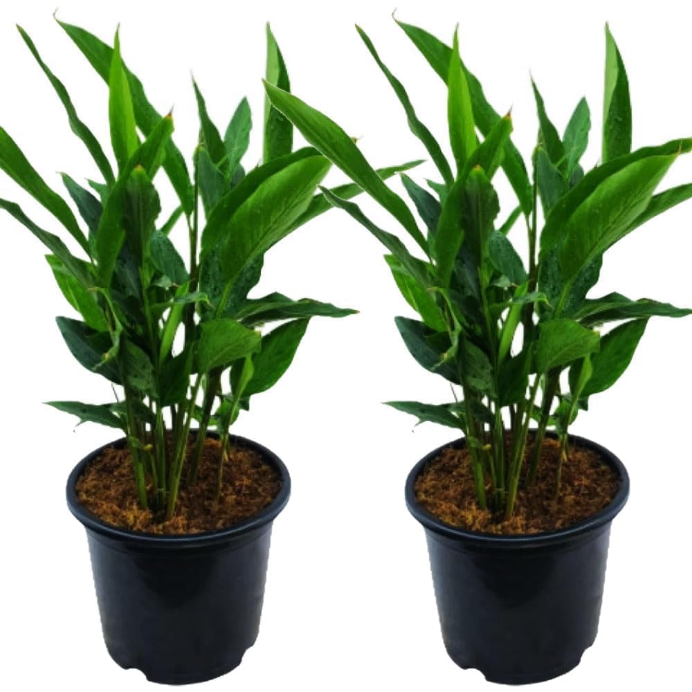 Elaichi Cardamom Plant Live | Aromatic Herbal Spice Plant for Balcony, Terrace & Home Garden | Easy Grow Evergreen Plant (PACK OF 2, 1)-image-20