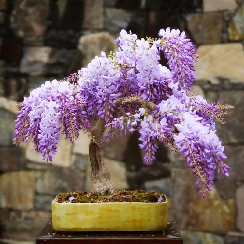 5 semillas de árbol bonsái de glicina para plantar, semillas de plantas tradicionales sin OMG