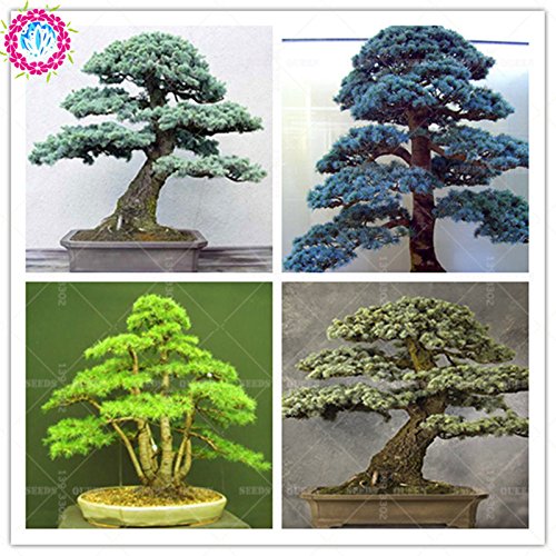Casavidas Samen-Paket: 10 Stück/g Zeder nds von gre Bonsai-Baum der japanischen Zeder für Zuhause gard Gerade y s: 1 - Image 3