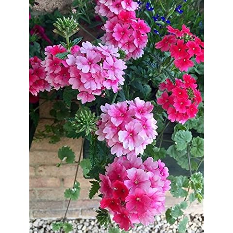 Trailing Verbena 50 Seeds, Cascading, Hanging Basket Verbena, Mixed Colours Cover