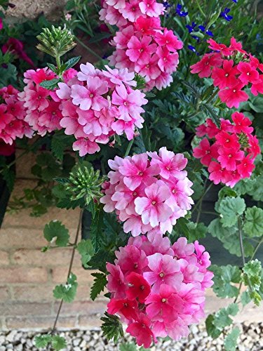 Trailing Verbena 50 Seeds, Cascading, Hanging Basket Verbena, Mixed Colours