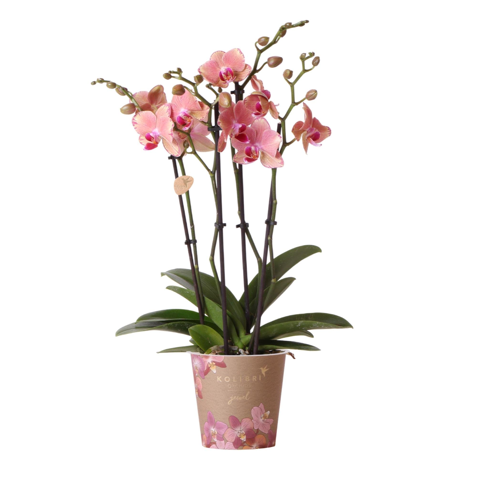 Orchidée Phalaenopsis Orange-Rose Jewel Pirate Picotee