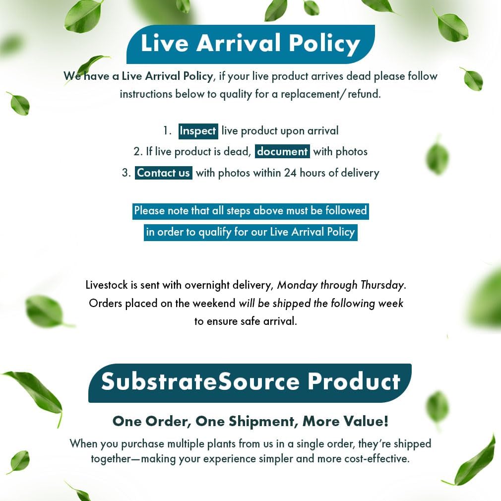 SubstrateSource Live Aquarium Plants on Driftwood - Java Fern Windelov with Moss - Freshwater Fish Tanks - Easy, Beginner Friendly - Driftwood Medium