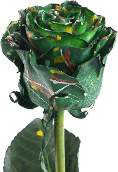 Bloomingmore | Fresh Cut Flowers | Natural Green Roses with White Tipped Petals | 50 stems - 20 in | Home, Office, Wedding Decor, DIY, Party Event, Housewarming, Teacher and Engagement