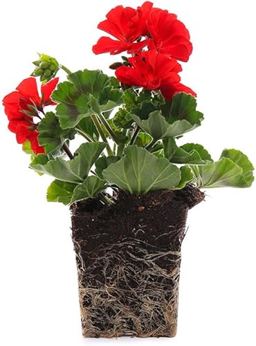 Miniatura 1 de Plants by Post Cuarto de galón de geranio Presto planta floreciente, rojo