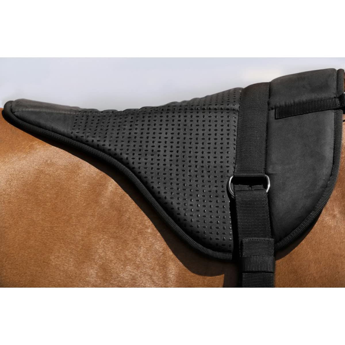 Norton-equestrian