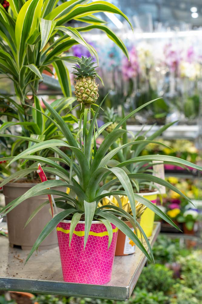 Bloomique - Ananas comosus - Zier-Ananas - Bromelien - Zimmerpflanze -  Luftreinigend - Hhe 30-40 cm - Topf 12 cm : Amazon.de: Garten