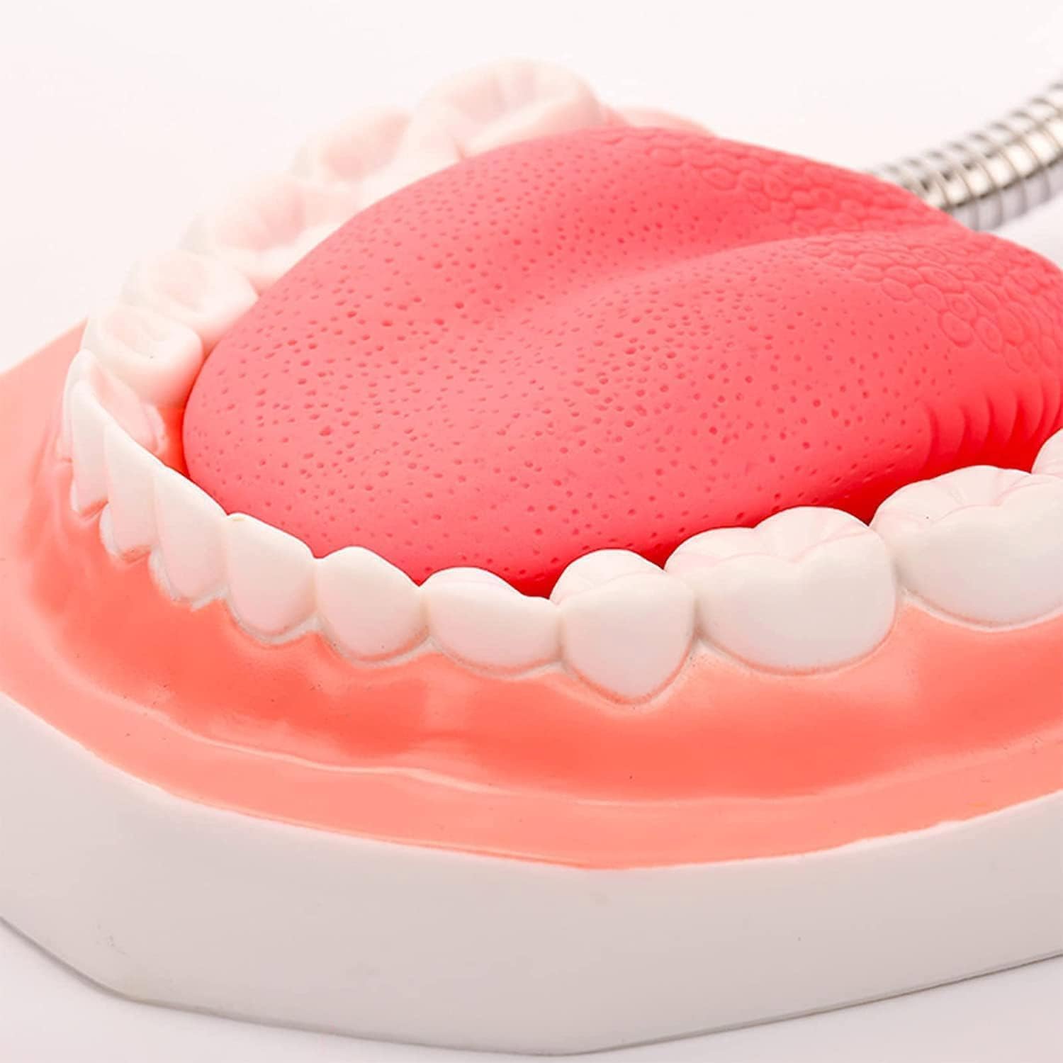 Modello dei denti dentali 6 volte più grande, modello anatomo dei denti con lingua staccabile, modello di insegnamento dello spazzolamento per bambini e ragazzi, modello di insegnamento della cura ora