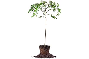 Majestic 4-5 ft Weeping Cherry Tree: Graceful Elegance & Brilliance