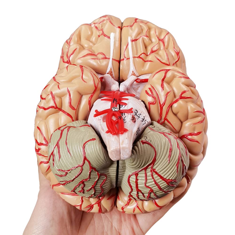 9-part Detachable Brain HADWYN Life Size Human Brain Anatomy Model – 9 ...