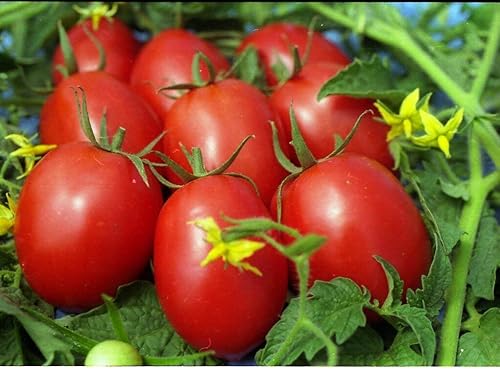 Semillas Tomate De Barao Rojo Heirloom Vegetal para Plantar No GMO