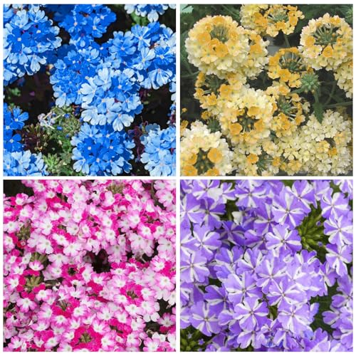 10000+ Seeds Perennial Verbena Flower Seeds for Planting-Fragrant,Attracts Bees and Butterflies