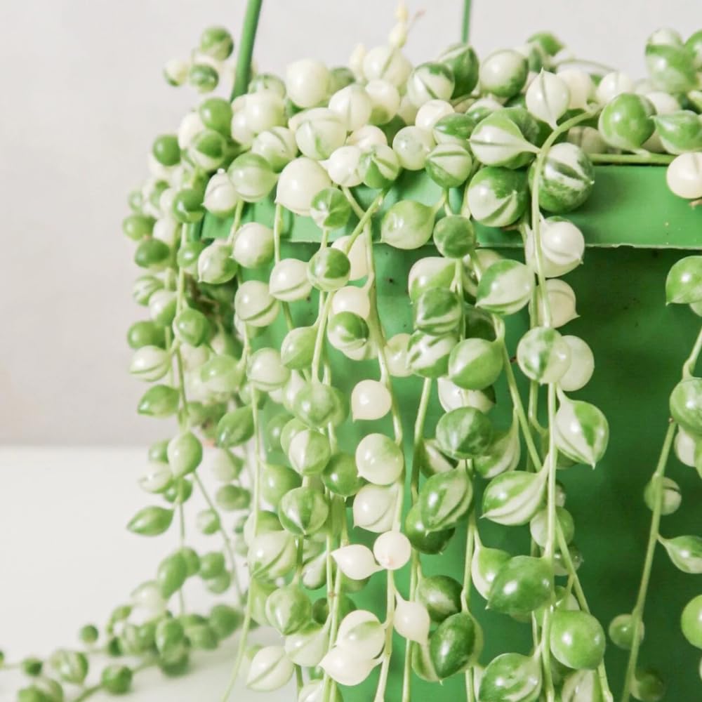 HILROQG Variegated String of Pearls