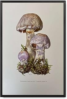 MEIXI MOBILE Canvas Print PosterVintage Gas Web Hat Mushroom Print Vintage Bio Prints Spore Illustration and Poster Suitable for Living Room Bedroom Office Decoration 16x24inch-Metal Frame